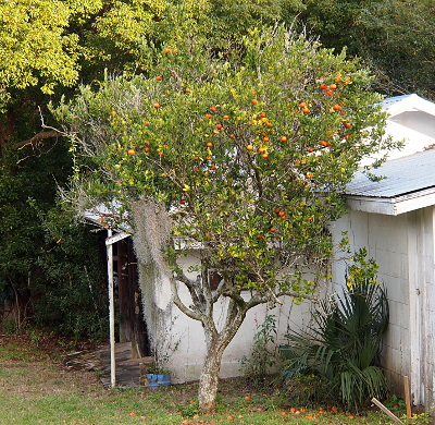 [This less than 20 foot tall tree has a short main trunk before branching off in several directions. Higher in the tree are many leaves and loads of growing tangerines. Some tangerines are bright orange while less mature ones are a dark yellow. The tree is beside and in front of a white building with metal roofing. Some rotting tangerines are on the grass below the tree.]